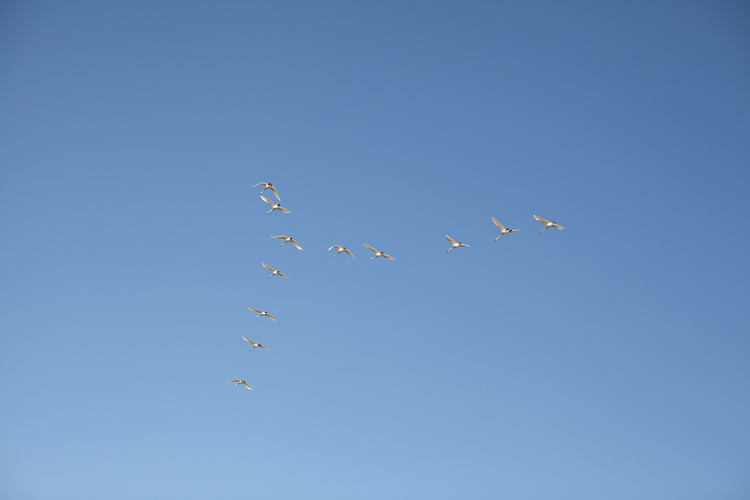 flyttfåglar Gotland