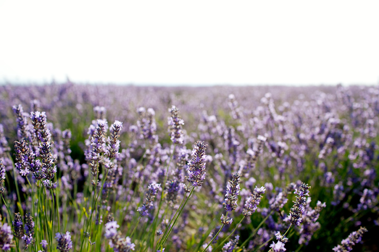 Lavender Fields in France