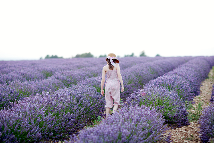 lavendel