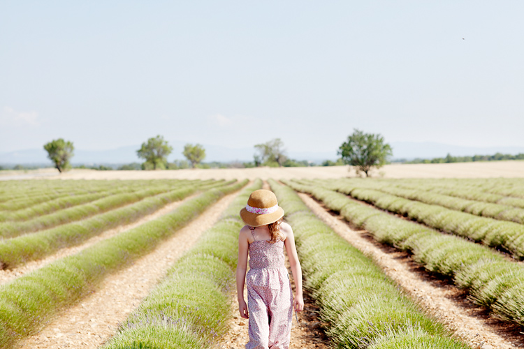 lavendelfält i Provence