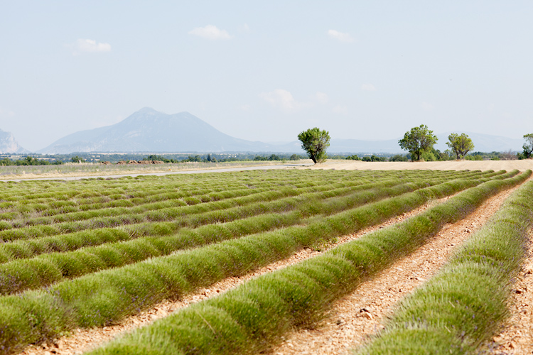 lavendelfält i Provence