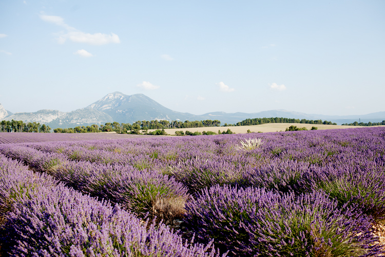 lavendelfält i Provence