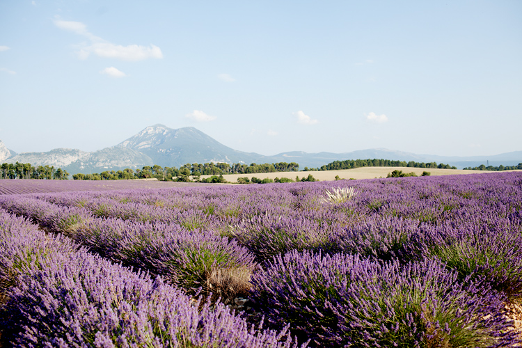 Wedding Photography backdrop Lavender Fields