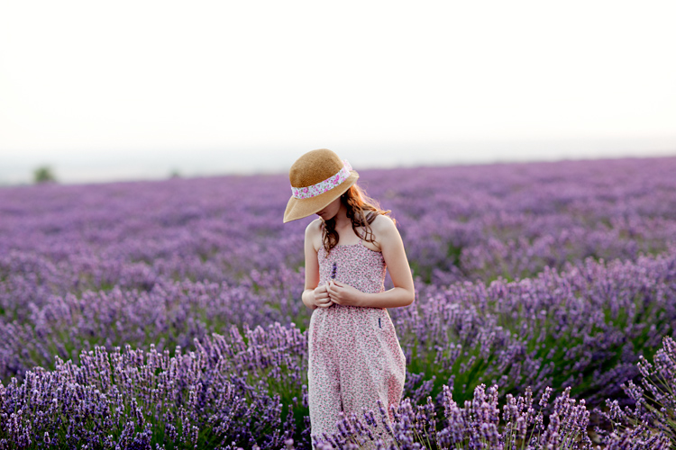 Lavender Fields Provence, France