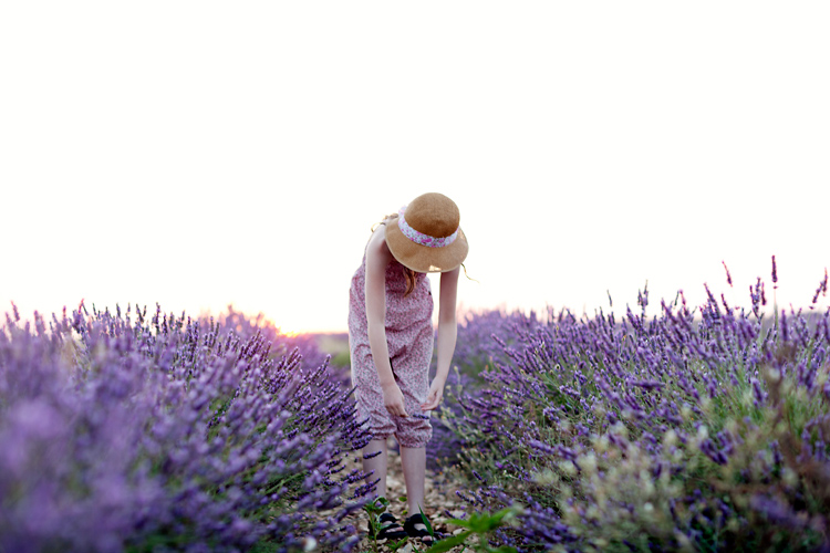 lavendelfält i Provence solnedgång