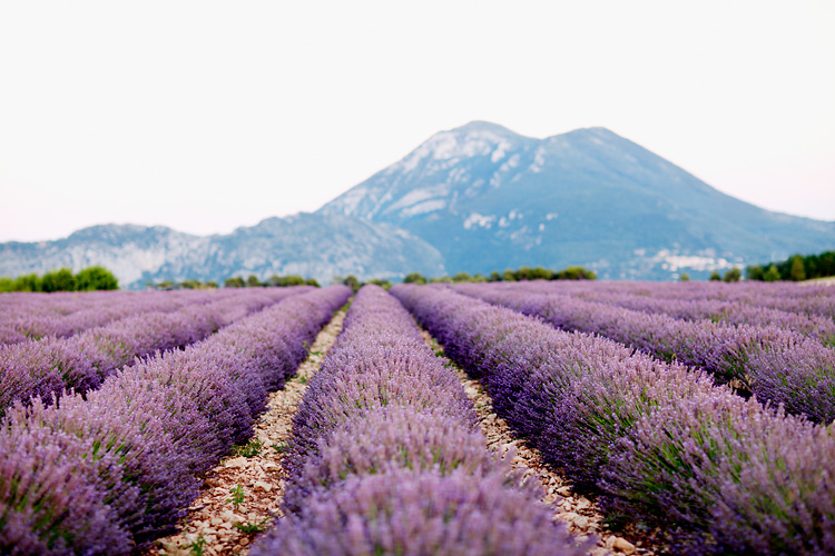 lavendelfält i Provence 