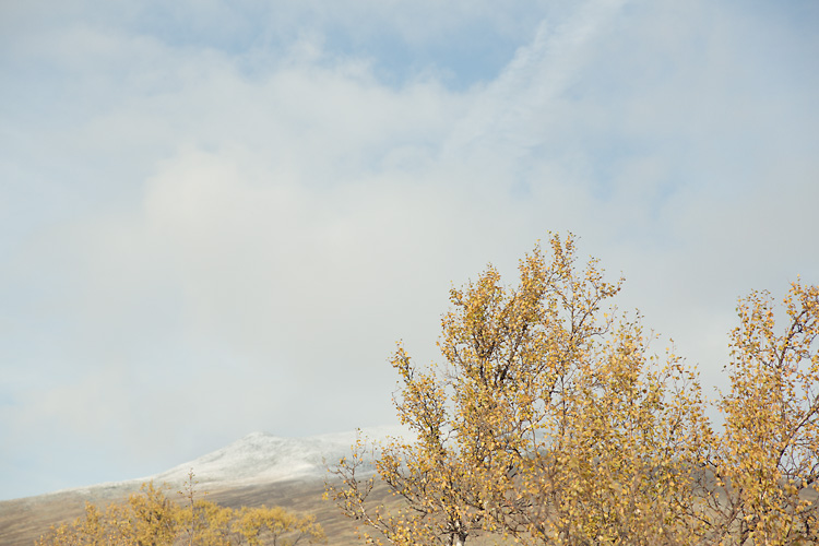 berg med snötopp och gula löv i förgrunden i Jämtland