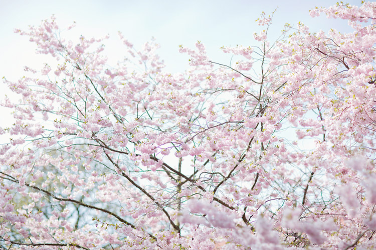 Blommande japanska körsbärsträd i Göteborg