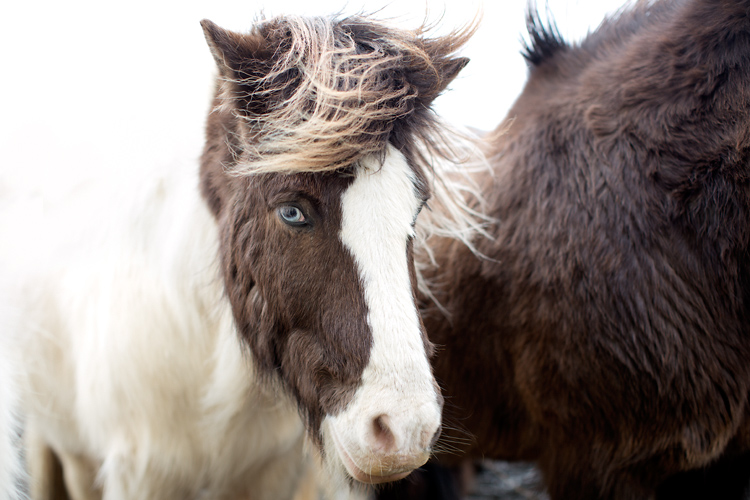 islandshäst med blått öga