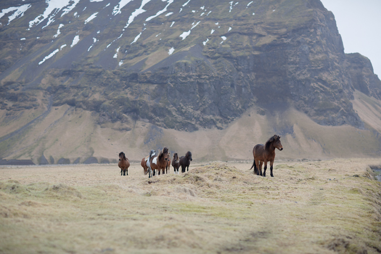 Häst i flock med berg i bakgrunden