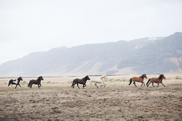 Hästar i galopp på fält Island