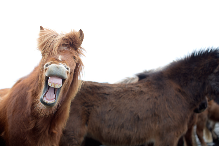 häst som skrattar