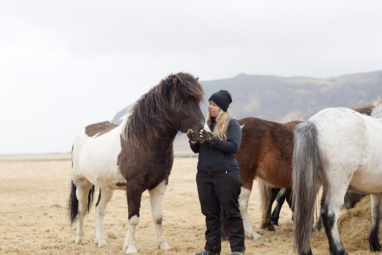 Icelandic horse Iceland