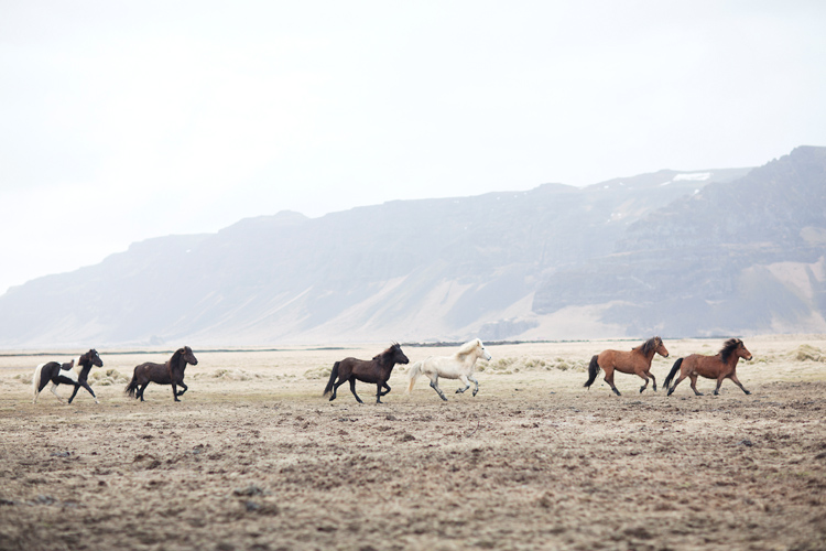 Islandshästar på Island